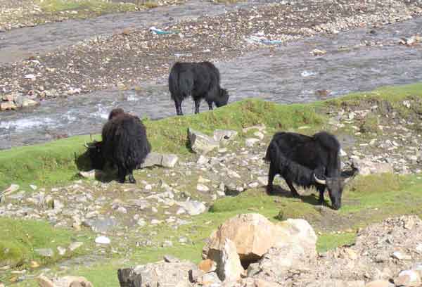 Yak - Tibet 2.jpg